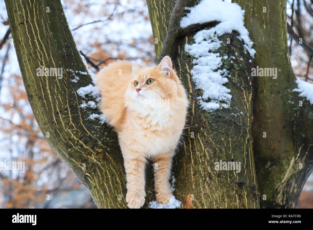 A beautiful big red cat sitting on a tree in a winter Stock Photo