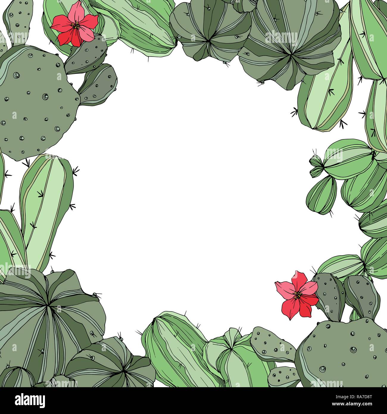 Vector Green cactus floral botanical flowers. Engraved ink art. Frame