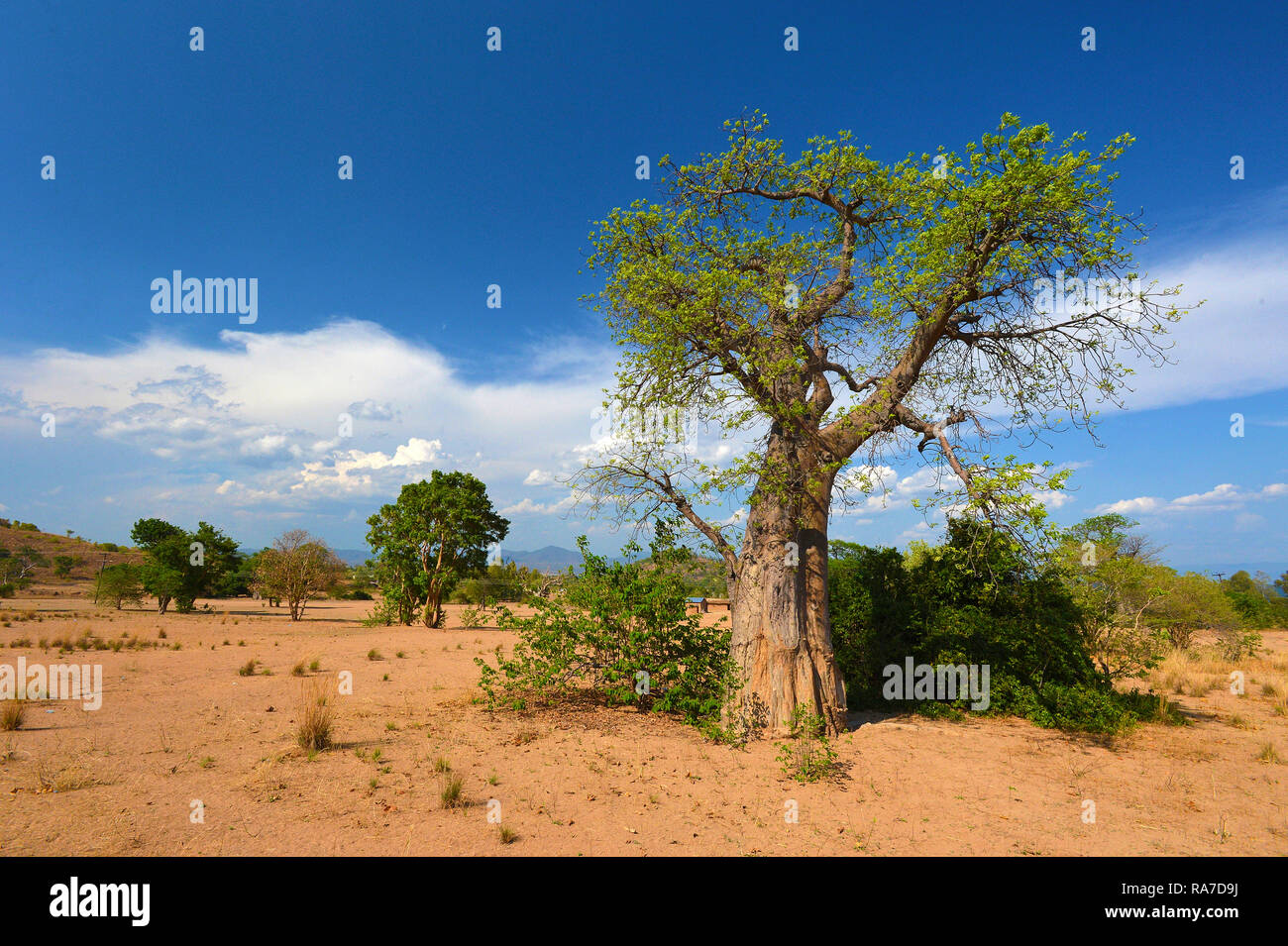 Baobab (Adansonia digitata) auch Affenbrotbaum oder Afrikanischer Affenbrotbaum genannt, Malawi | Baobab (Adansonia digitata), Malawi, Africa Stock Photo