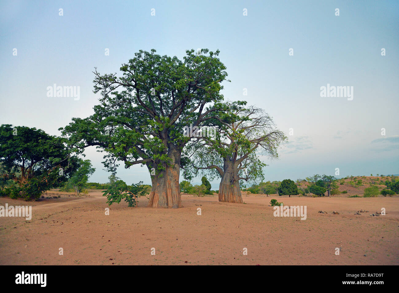 Baobab (Adansonia digitata) auch Affenbrotbaum oder Afrikanischer Affenbrotbaum genannt, Malawi | Baobab (Adansonia digitata), Malawi, Africa Stock Photo