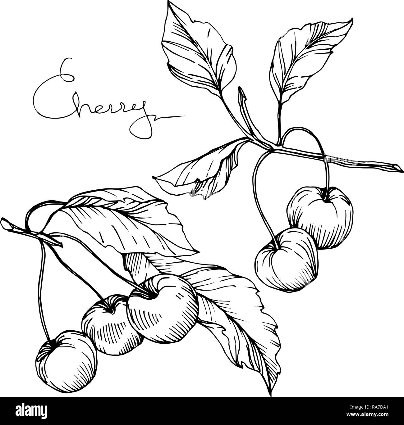 Vector Cherry fruit. Black and white engraved ink art. Isolated berry ...