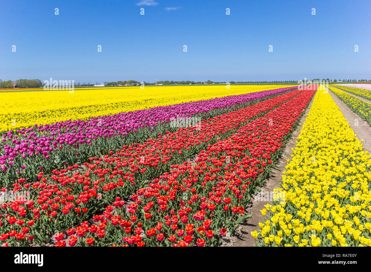 Field of colorful tulips in Noordoostpolder, The Netherlands Stock ...
