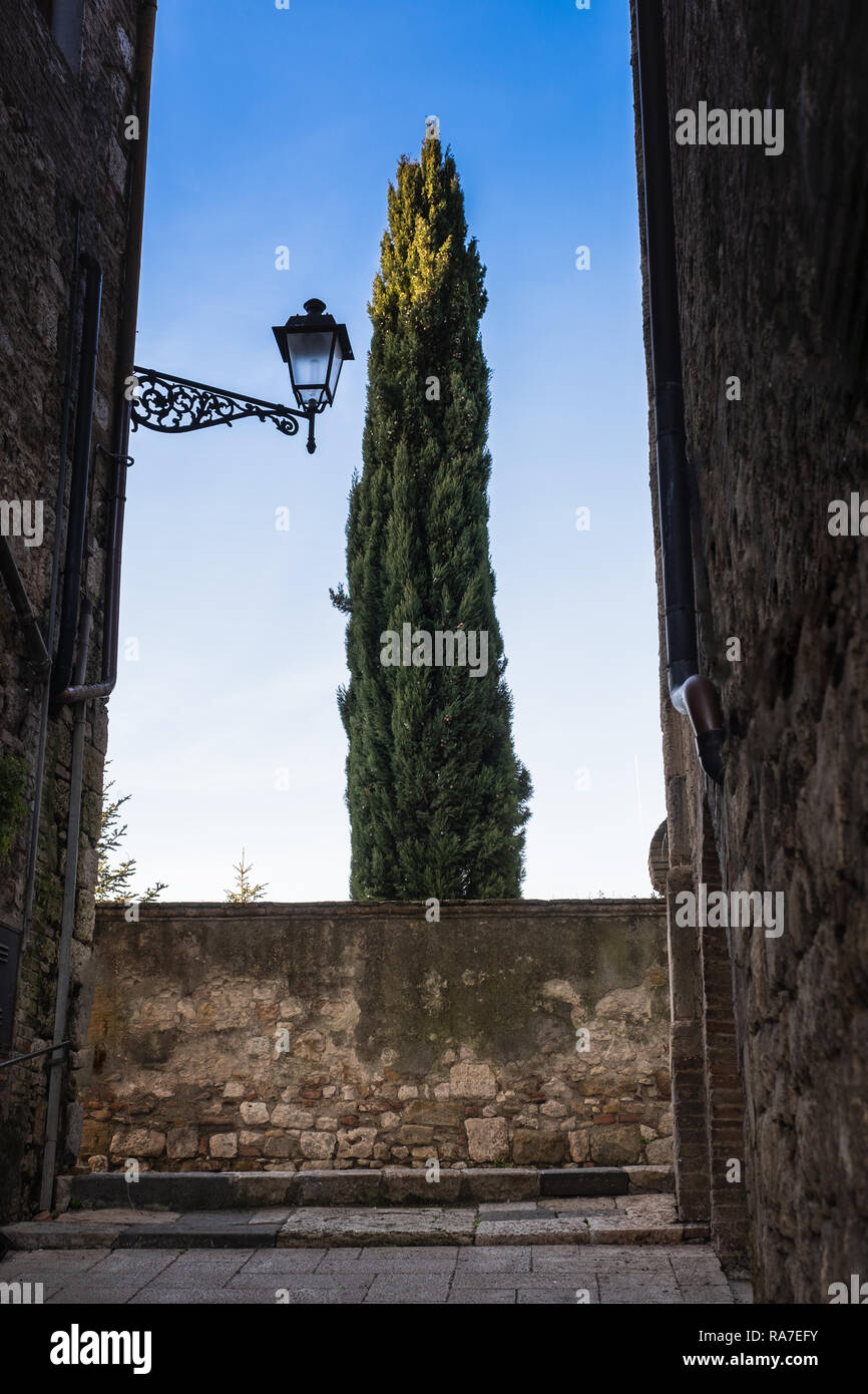 Typical streets and cypress in the historic center of Colle di Val d'Elsa, in the province of Siena Stock Photo