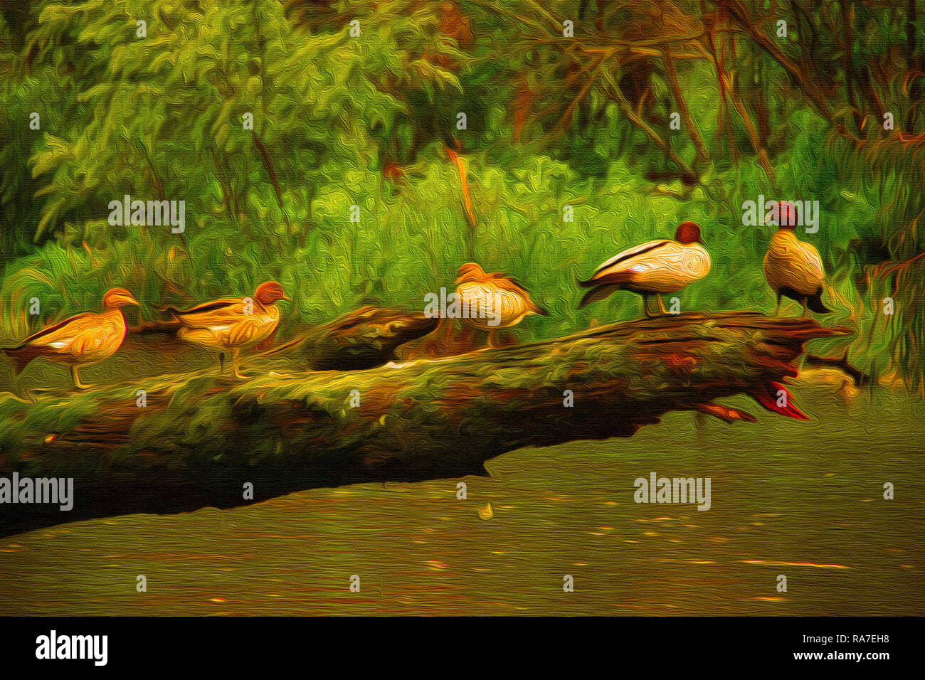 Australian bird art hi-res stock photography and images - Alamy