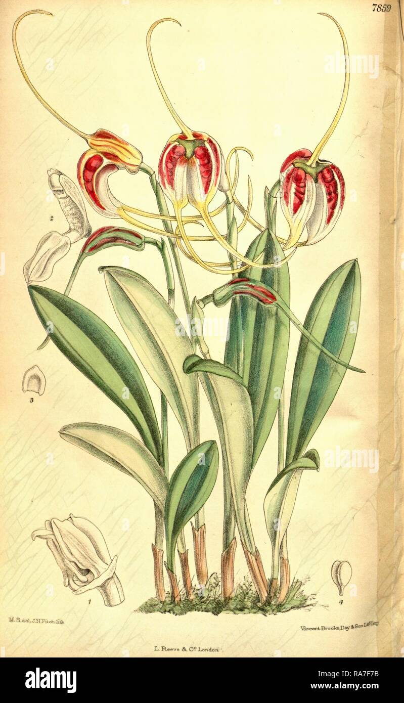 Botanical Print by Walter Hood Fitch 1817 1892, W.H. Fitch was an