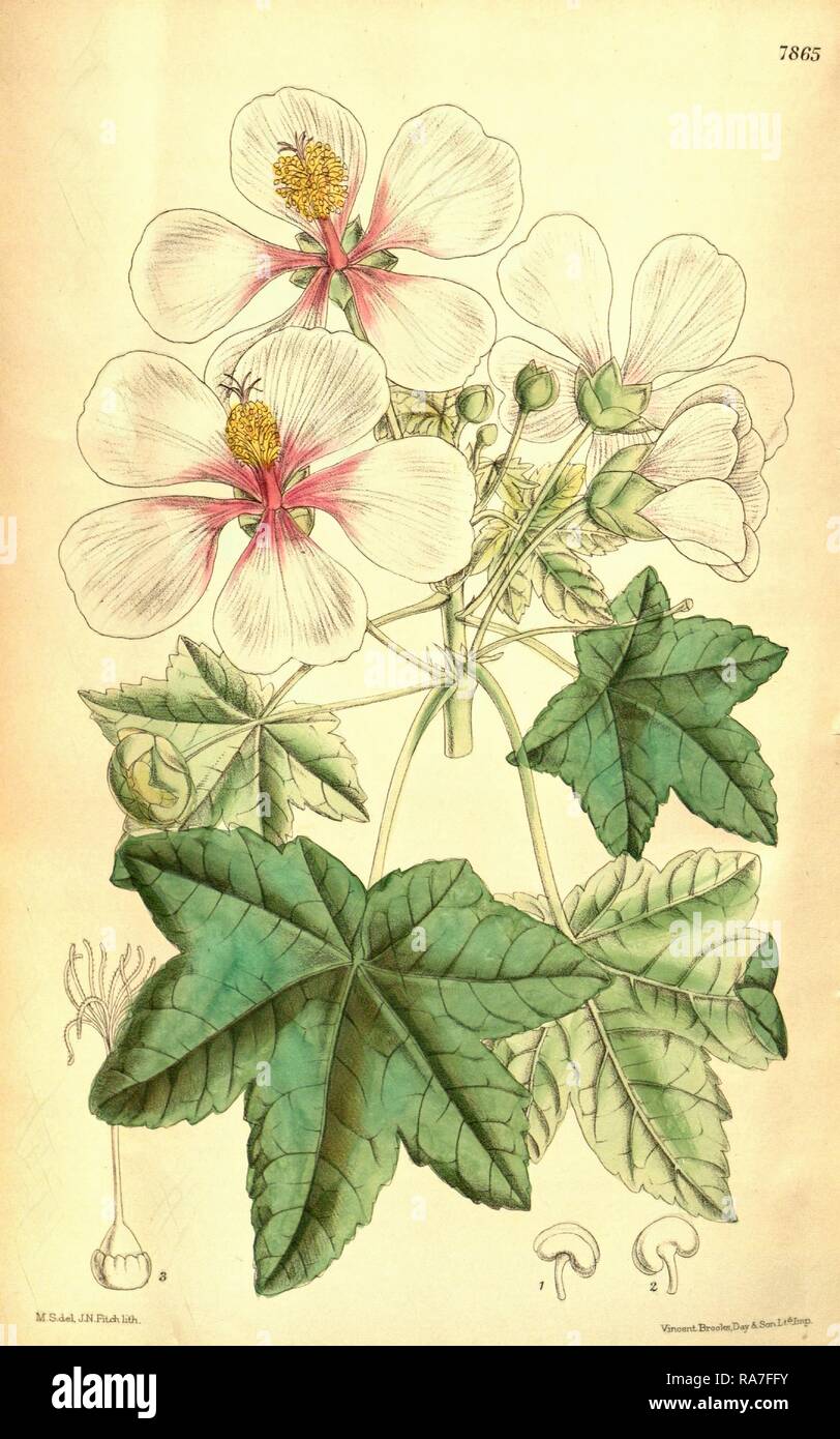 Botanical Print by Walter Hood Fitch 1817 1892, W.H. Fitch was an