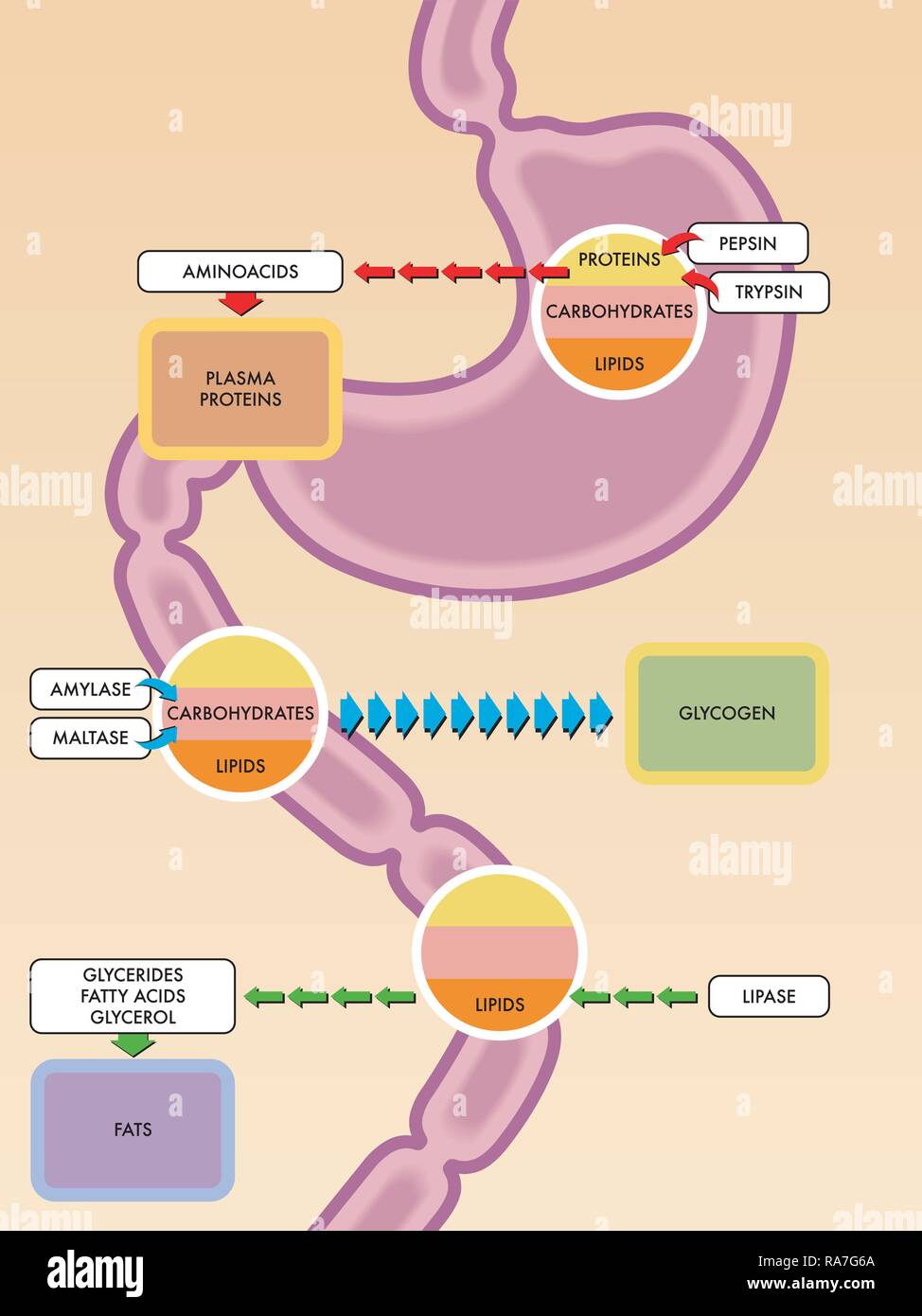 An illustration of the digestive tract and enzymes and molecules they react with. Stock Vector