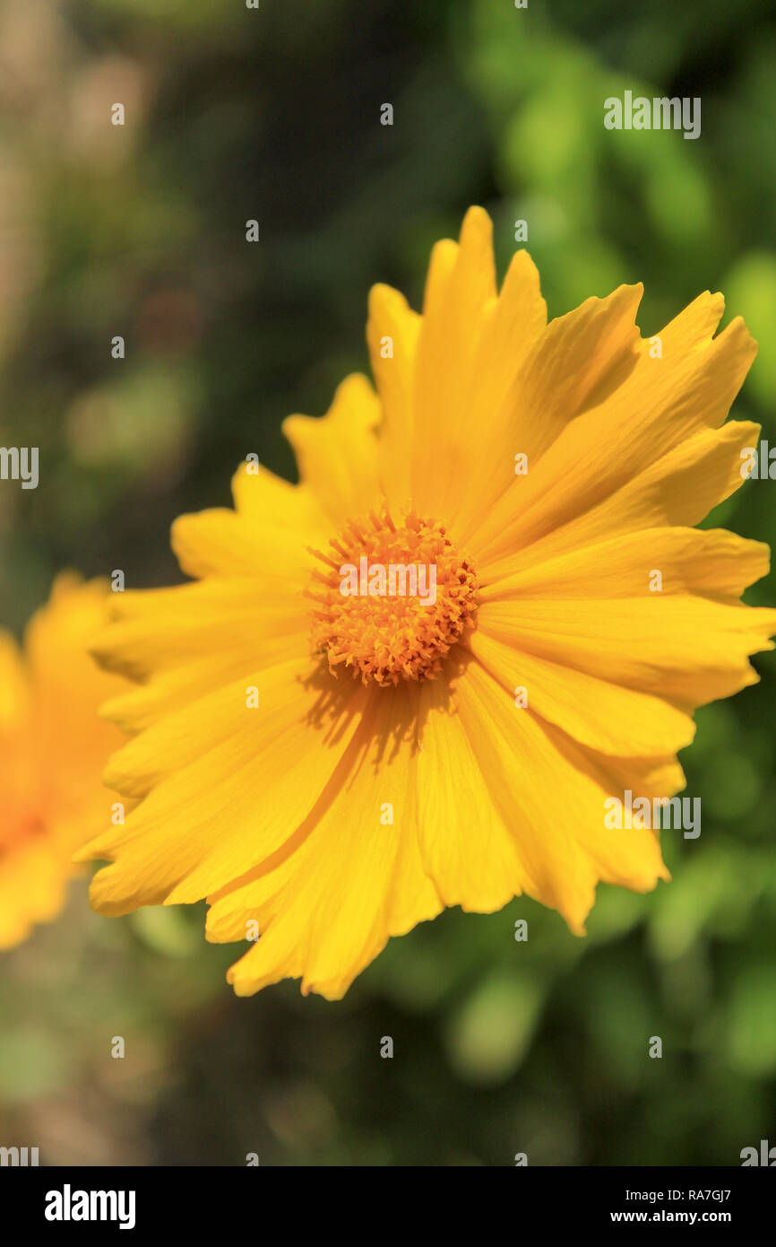 Beautiful field marigold in the garden Stock Photo