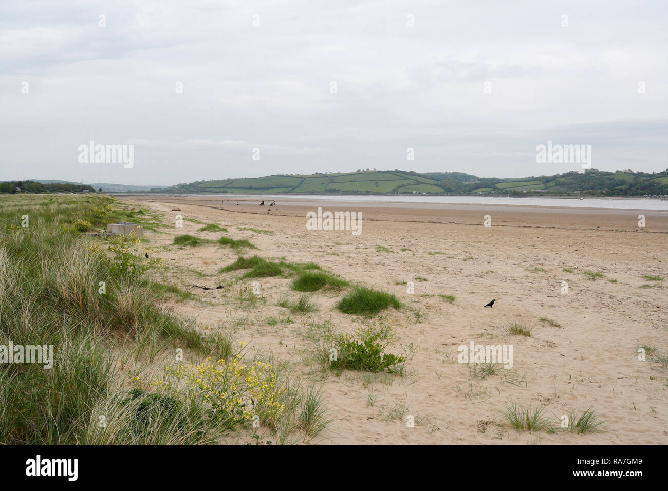 Sand dunes, Beach and Tywi estuary at Llansteffan, Wales UK, Coast Welsh Coastline Stock Photo