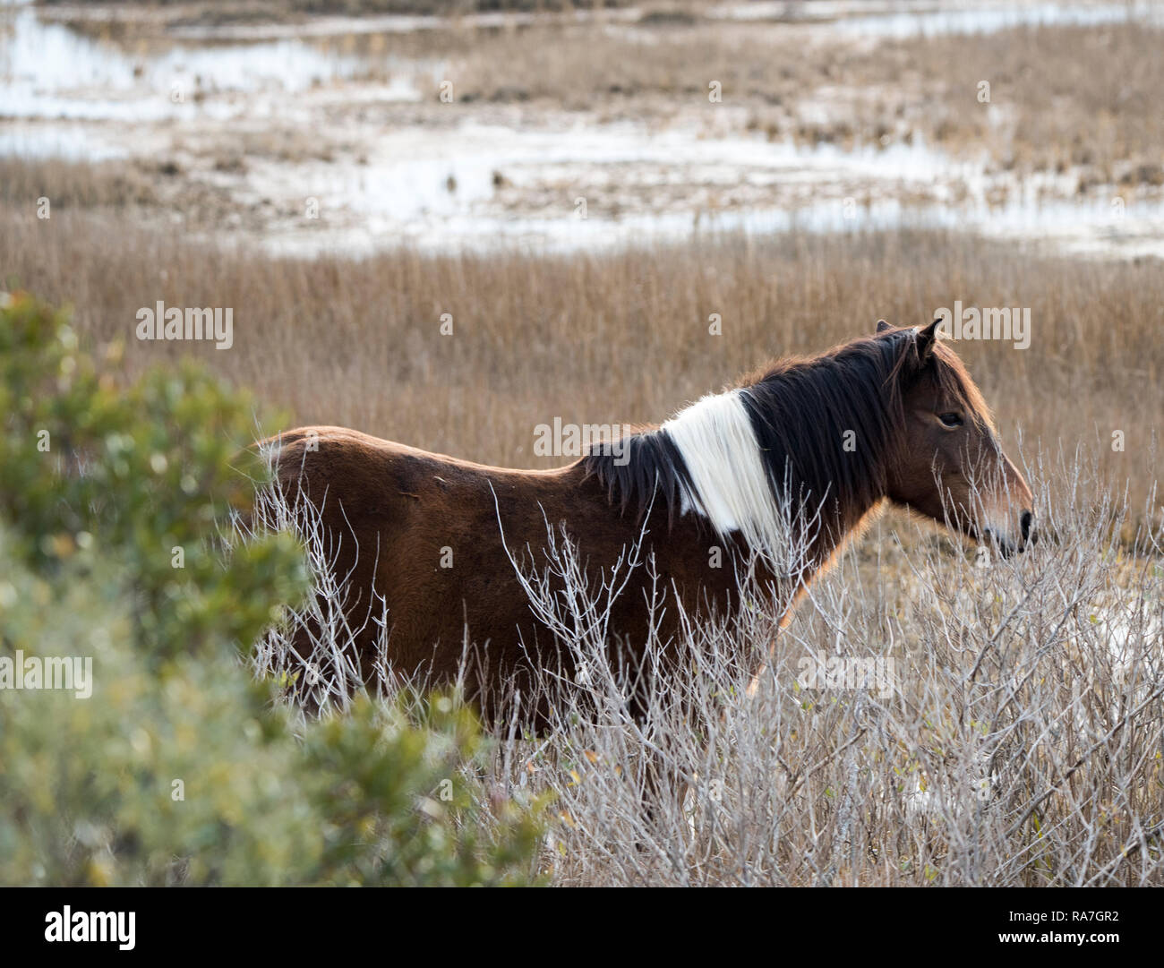 Assateaque Island, MD, December 30 ,2018:  A wild horse grazes in the swampy area on the Assateaque Island National Park in Maryland. Some of the hors Stock Photo