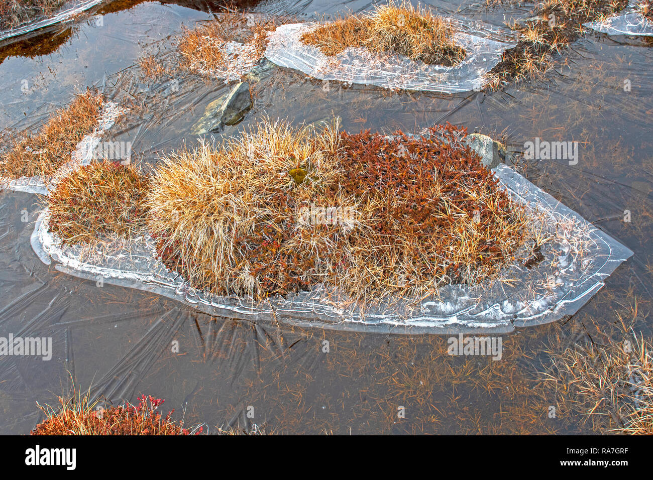 Frozen Water and Tundra Vegetation in the Fall along the Icefjord of Ilulissat, Greenland Stock Photo