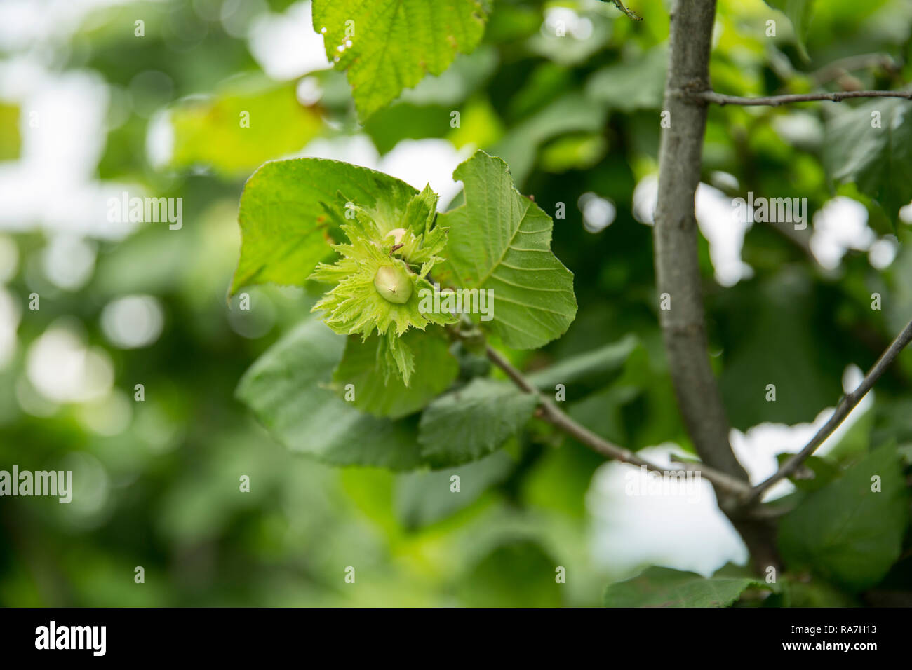 A small hazelnut grows on a hazelnut tree Stock Photo