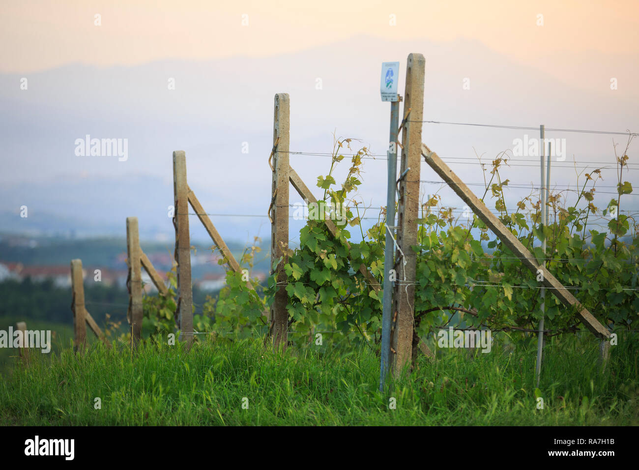 the landscape of vineyards in the Piedmont region of Northern Italy, near Barolo Stock Photo