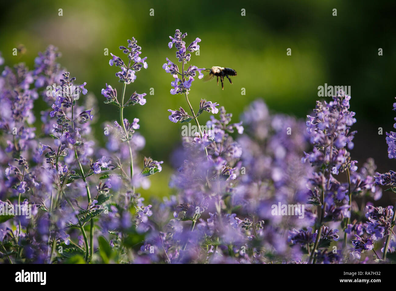 closeup of a catmint plant and bumble bee Stock Photo