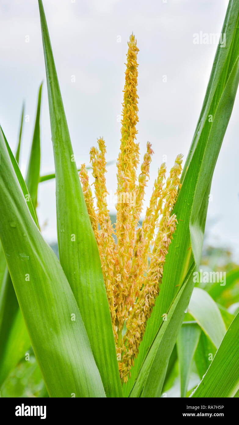 Millet plant hires stock photography and images Alamy