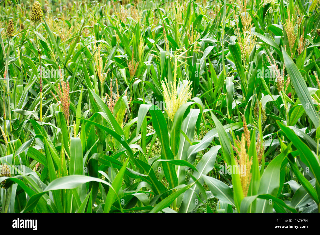 Millet seed hires stock photography and images Alamy