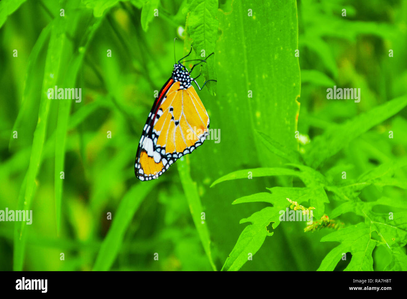 Butterfly On A Leaf Stock Photo