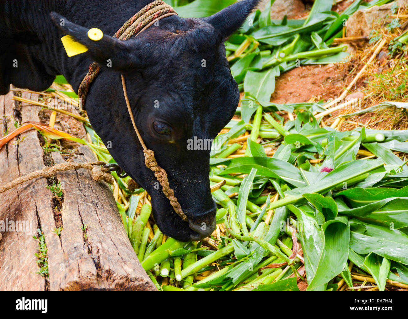 Cow is eating green grass hires stock photography and images Alamy
