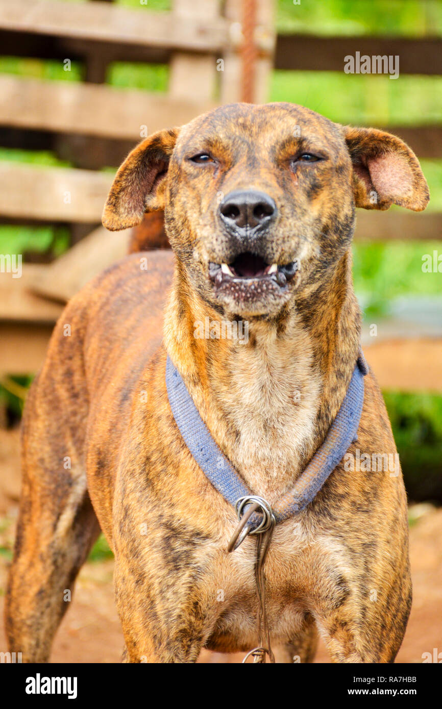 Angry fierce dog barking Stock Photo