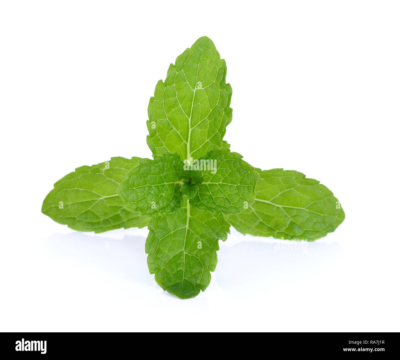 mint leaf on white background Stock Photo Alamy
