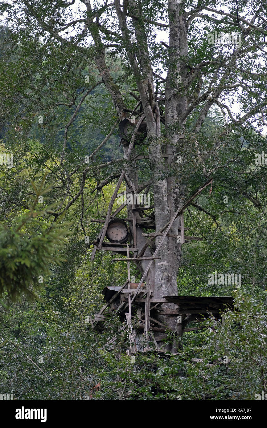honey producers put their hives on trees to protect them from bears