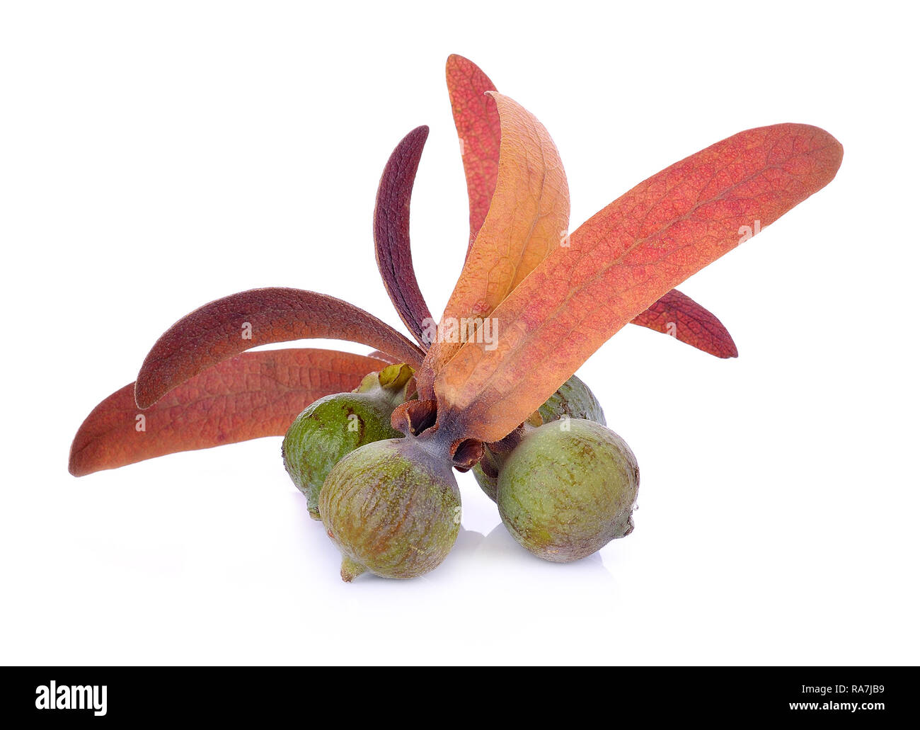 Dipterocarpus Alatus Flower on white background Stock Photo