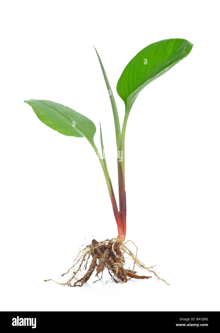 Fingerroot isolated on white background Stock Photo - Alamy