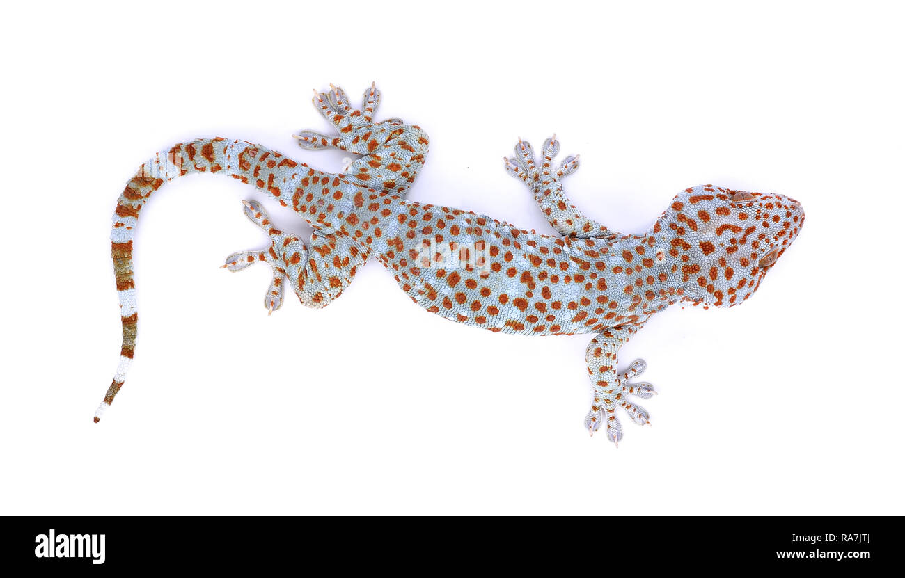 Tokay Gecko Color Red spotted tokay gecko hi-res stock photography and images - Alamy