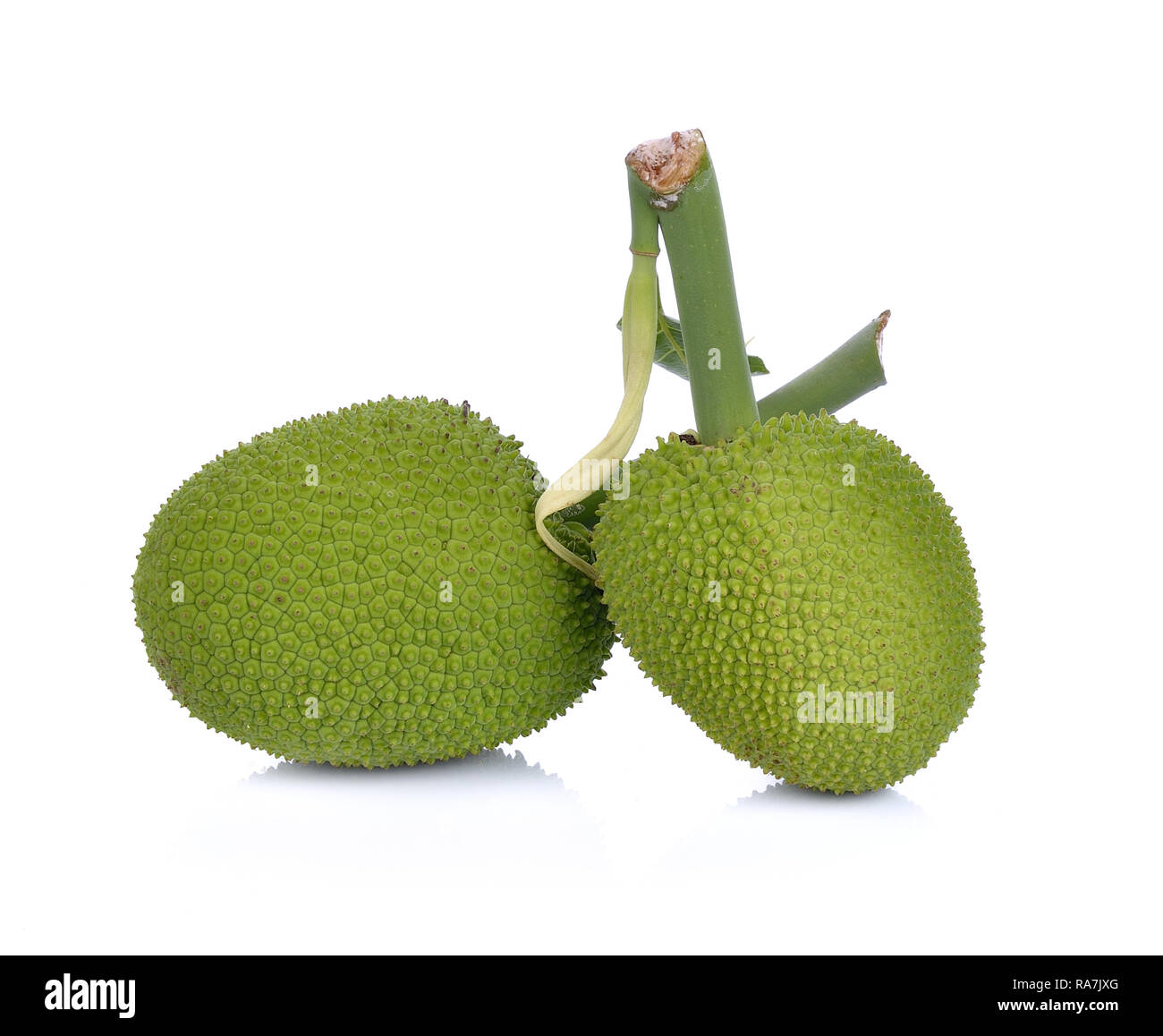 Breadfruit;young fruit jackfruit on white background Stock Photo Alamy