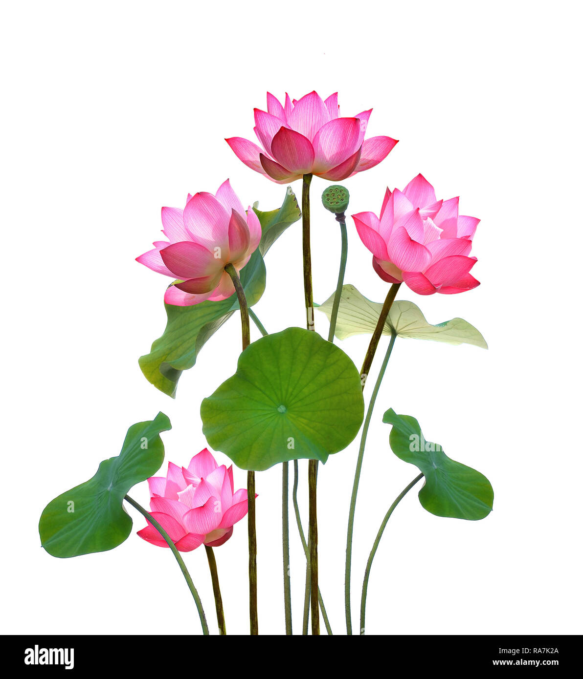 Lotus flower on white background Stock Photo - Alamy