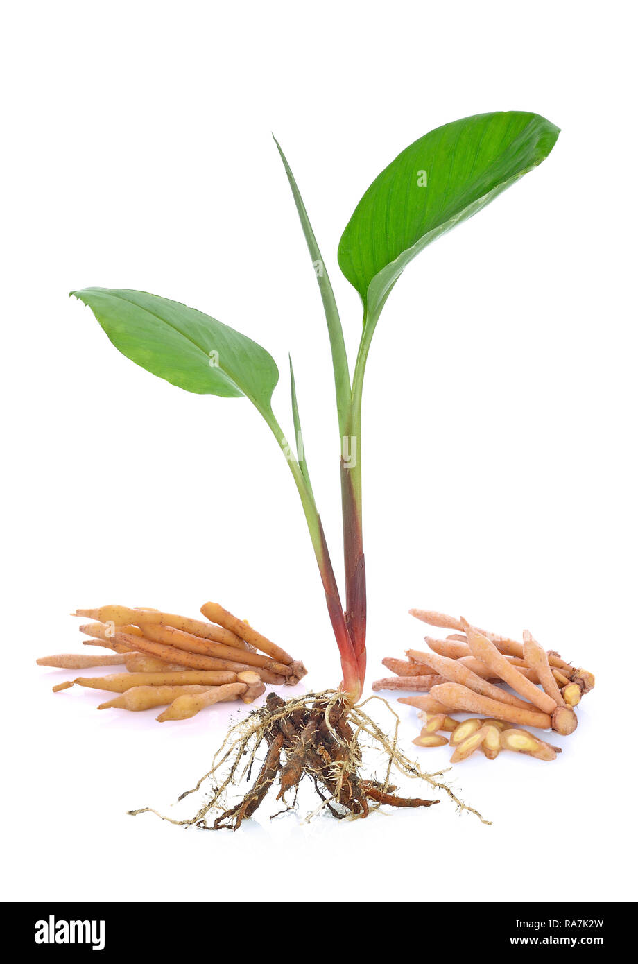 Fingerroot isolated on white background Stock Photo - Alamy