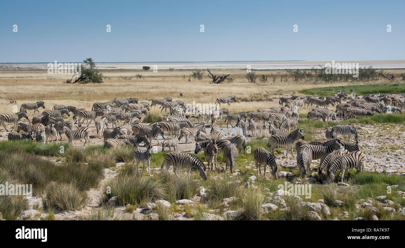 Big herd of zebras at a waterhole Stock Photo