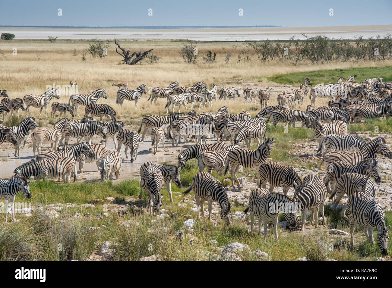 Big herd of zebras at a waterhole Stock Photo