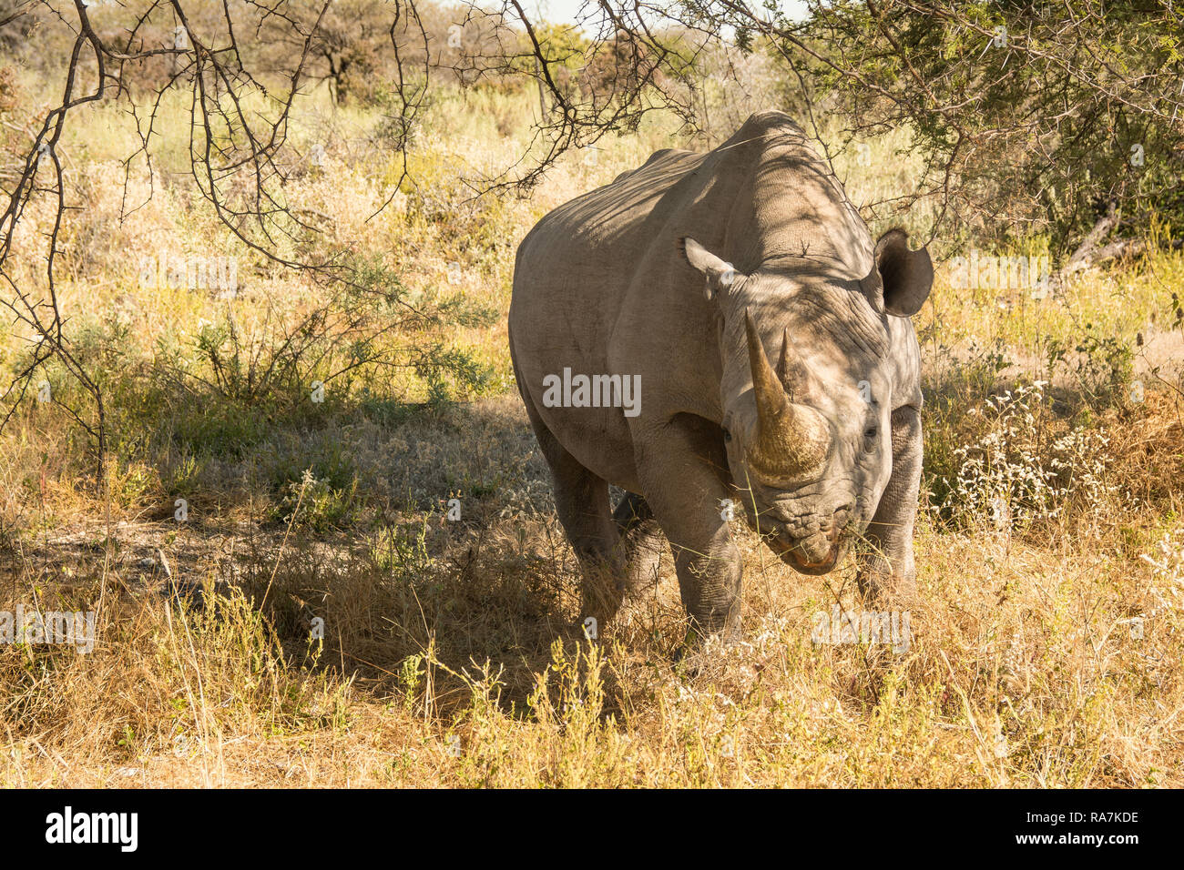 Black Rhino Stock Photo