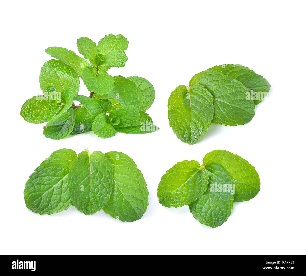mint leaves isolated on white background Stock Photo - Alamy