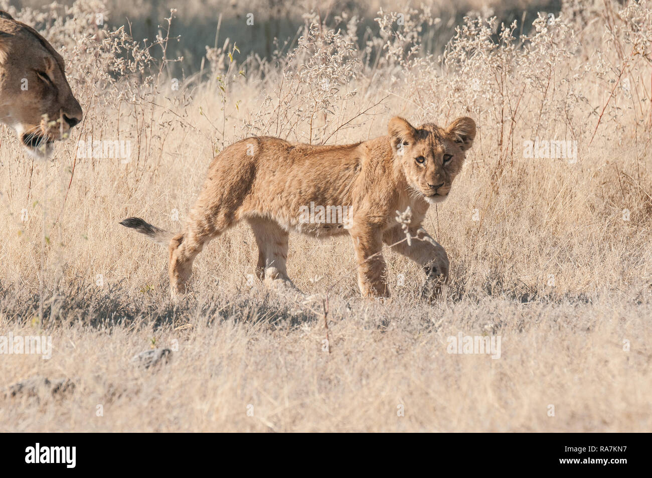 Lion cub walking in high grass Stock Photo