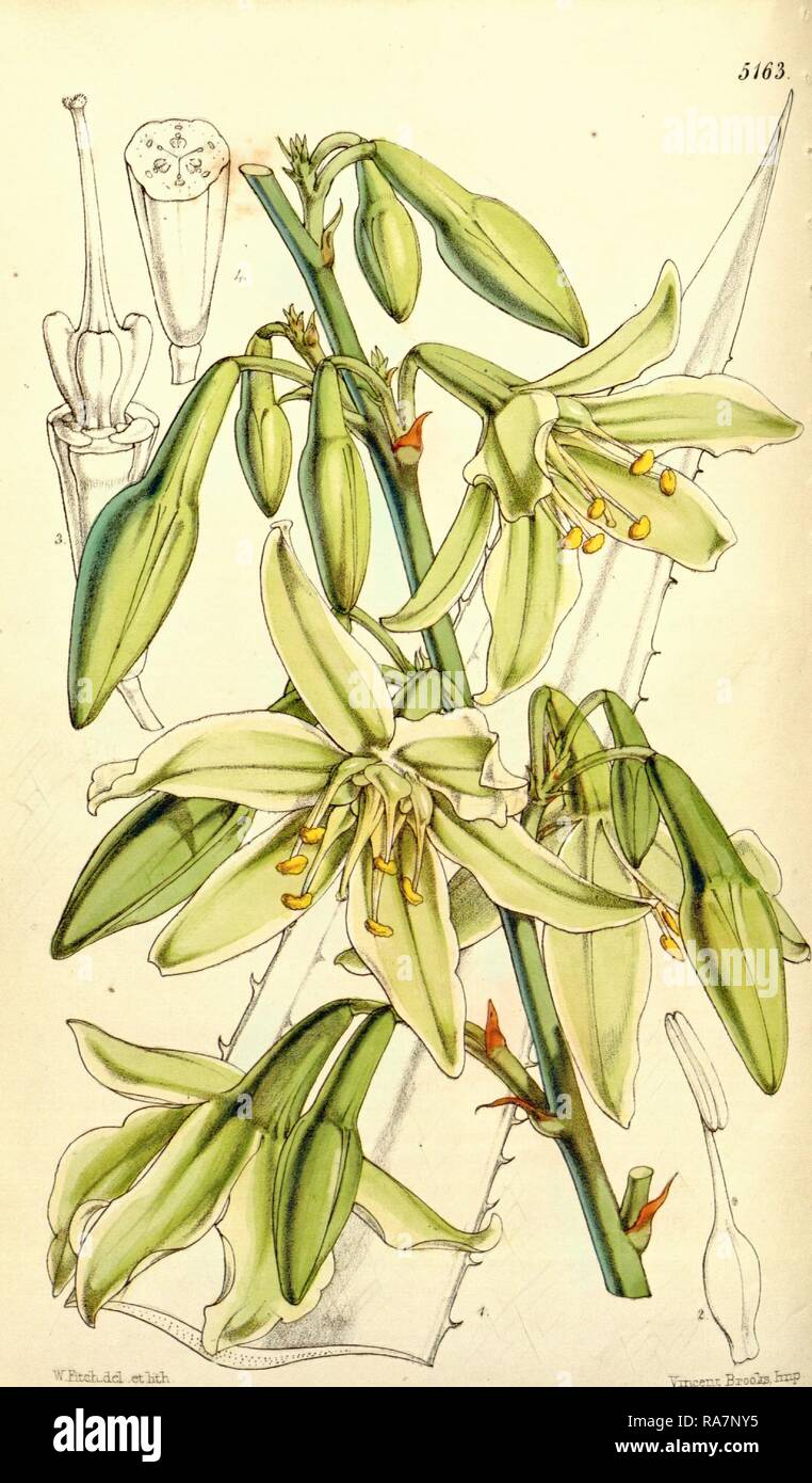 Botanical Print by Walter Hood Fitch 1817 1892, W.H. Fitch was an