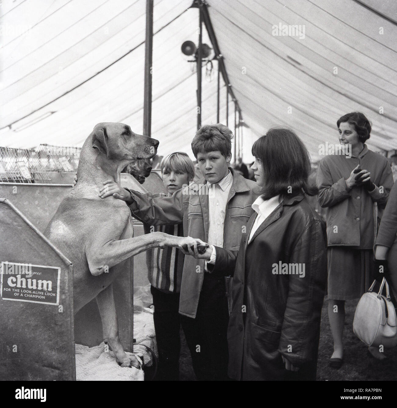 1965, Thame Show, young lady holding the paw of a great dane dog at an agricultural show, the Thame Show, Thame, Oxfordshire, England, UK. Stock Photo