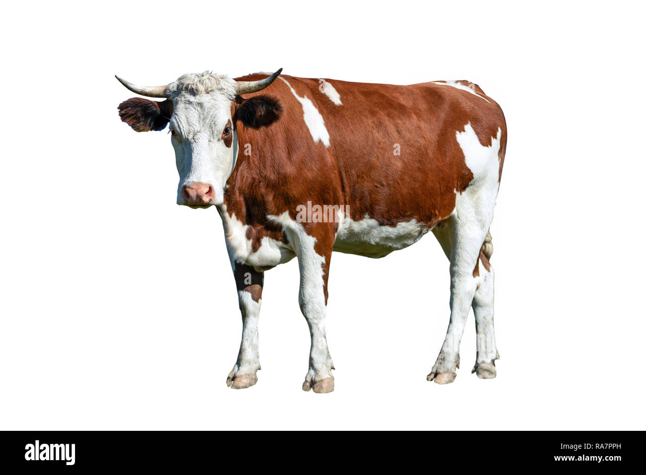 Young spotted white-brown dairy cow isolated on a white background Stock Photo