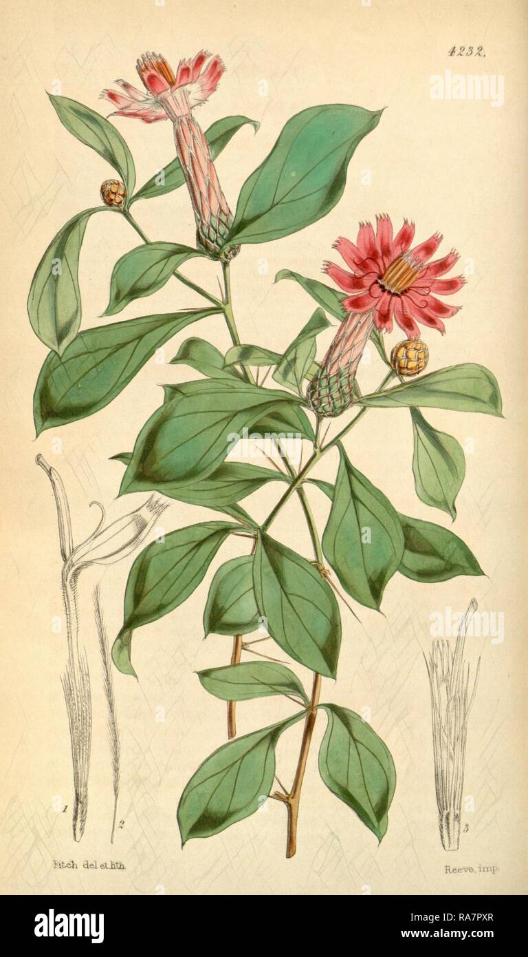 Botanical Print by Walter Hood Fitch 1817 1892, botanical illustrator