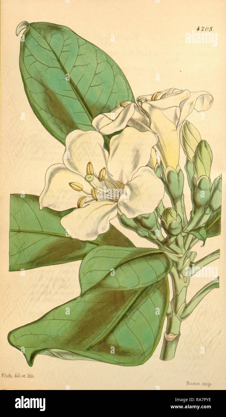 Botanical Print by Walter Hood Fitch 1817 1892, W.H. Fitch was an