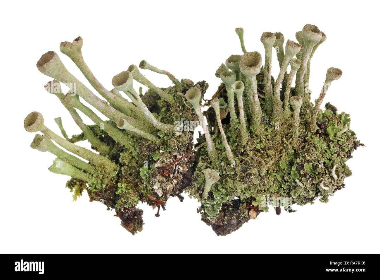 Fragment of natural european forest  blue moss lichen  plant.  Isolated ion white studio macro  shot Stock Photo