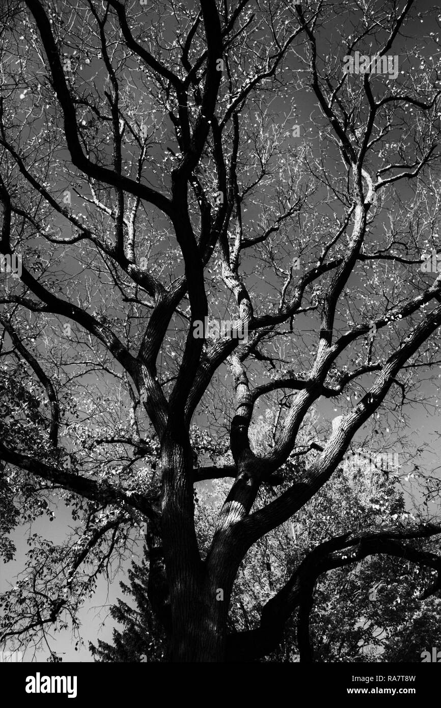 Oak tree background high Black and White Stock Photos & Images - Alamy