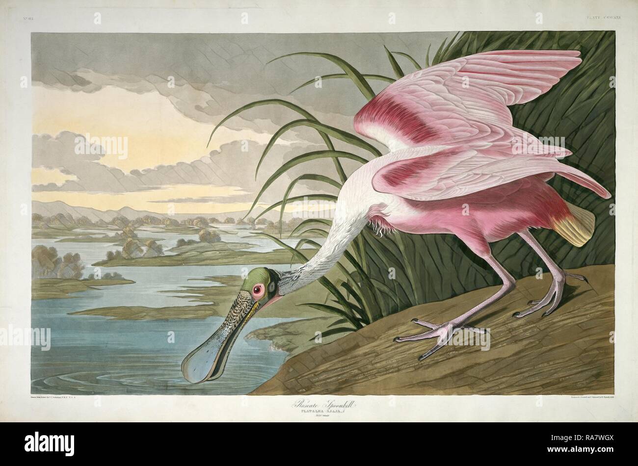 Robert Havell after John James Audubon, Roseate Spoonbill, American, 1793 - 1878, 1836, hand-colored etching and reimagined Stock Photo