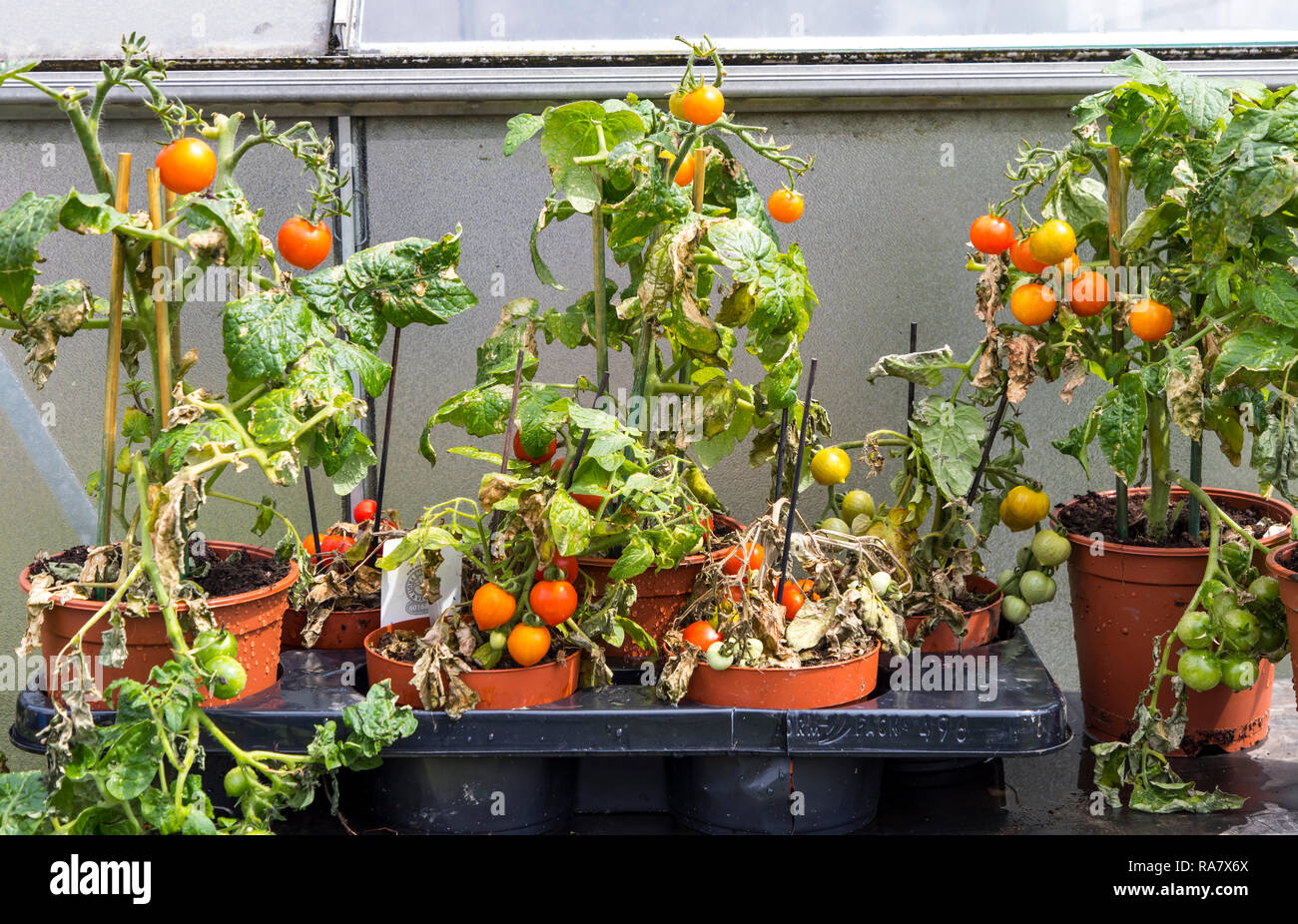 Vine tomatoes, in flower pots, in a small, private garden, bed Stock