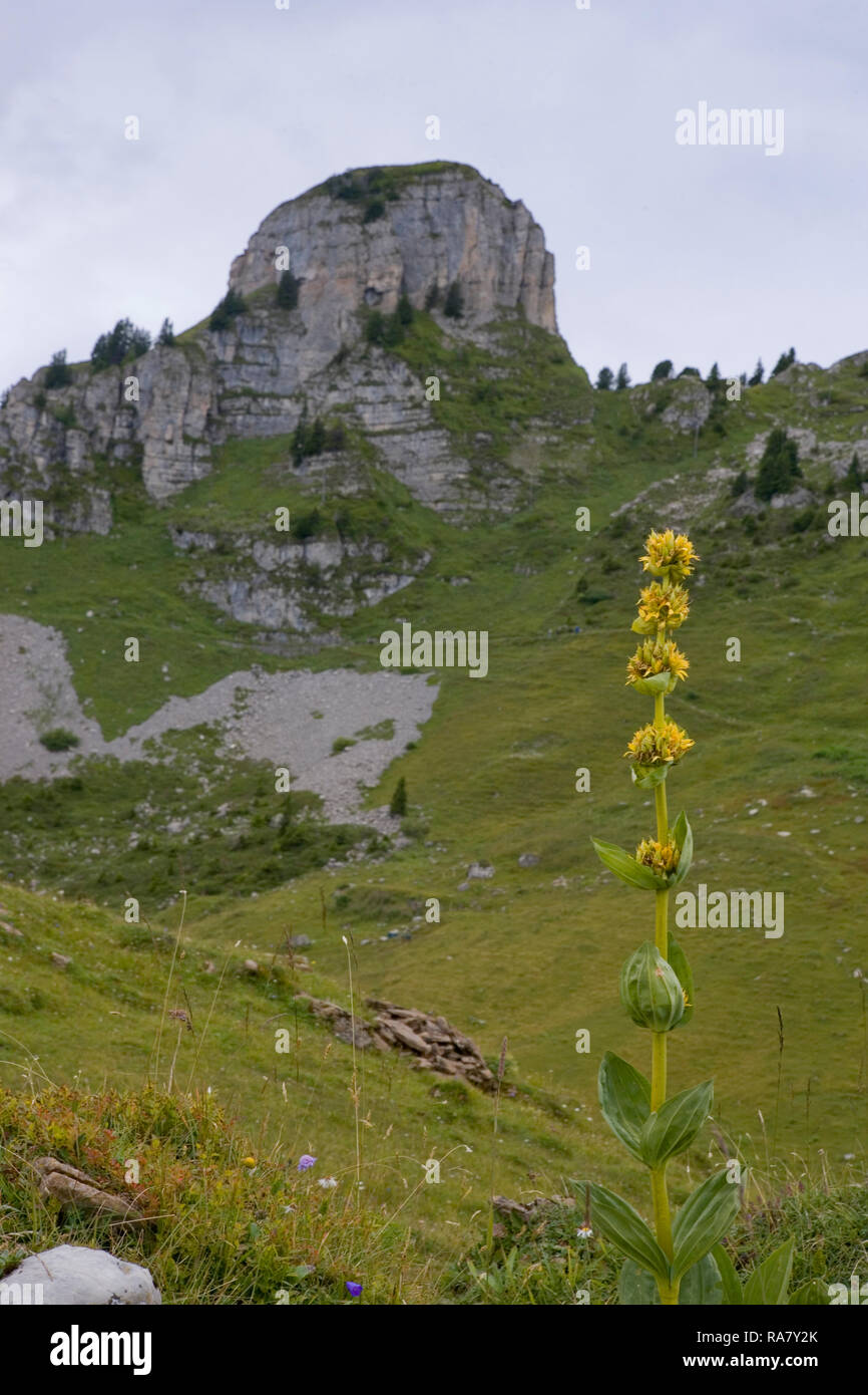 Schynige Platte, Bernese Oberland, Switzerland, with the Gumihorn beyond: alpine wildflowers in foreground are Great Yellow Gentian (Gentiana lutea) Stock Photo