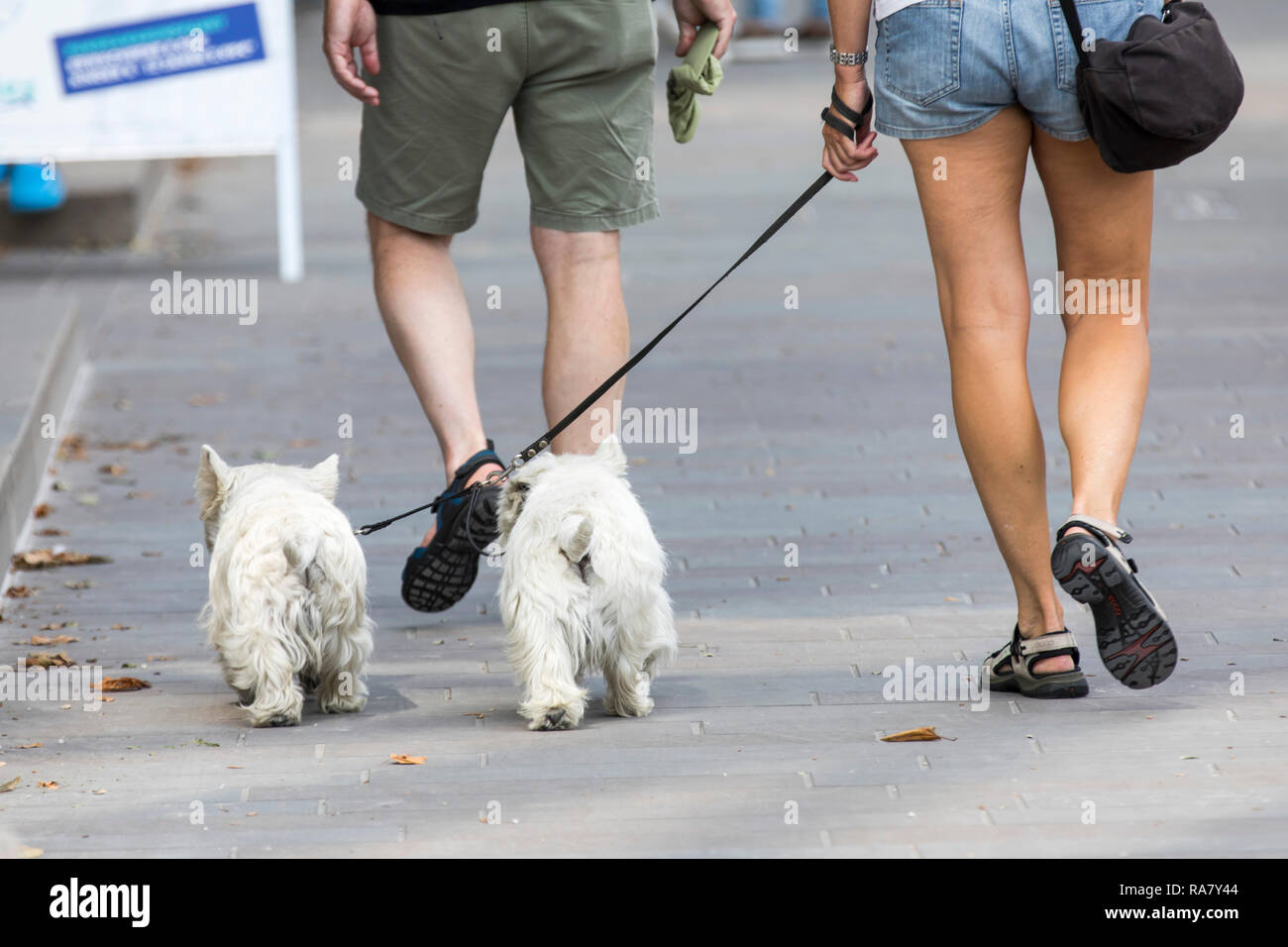 walking 2 dogs on leash