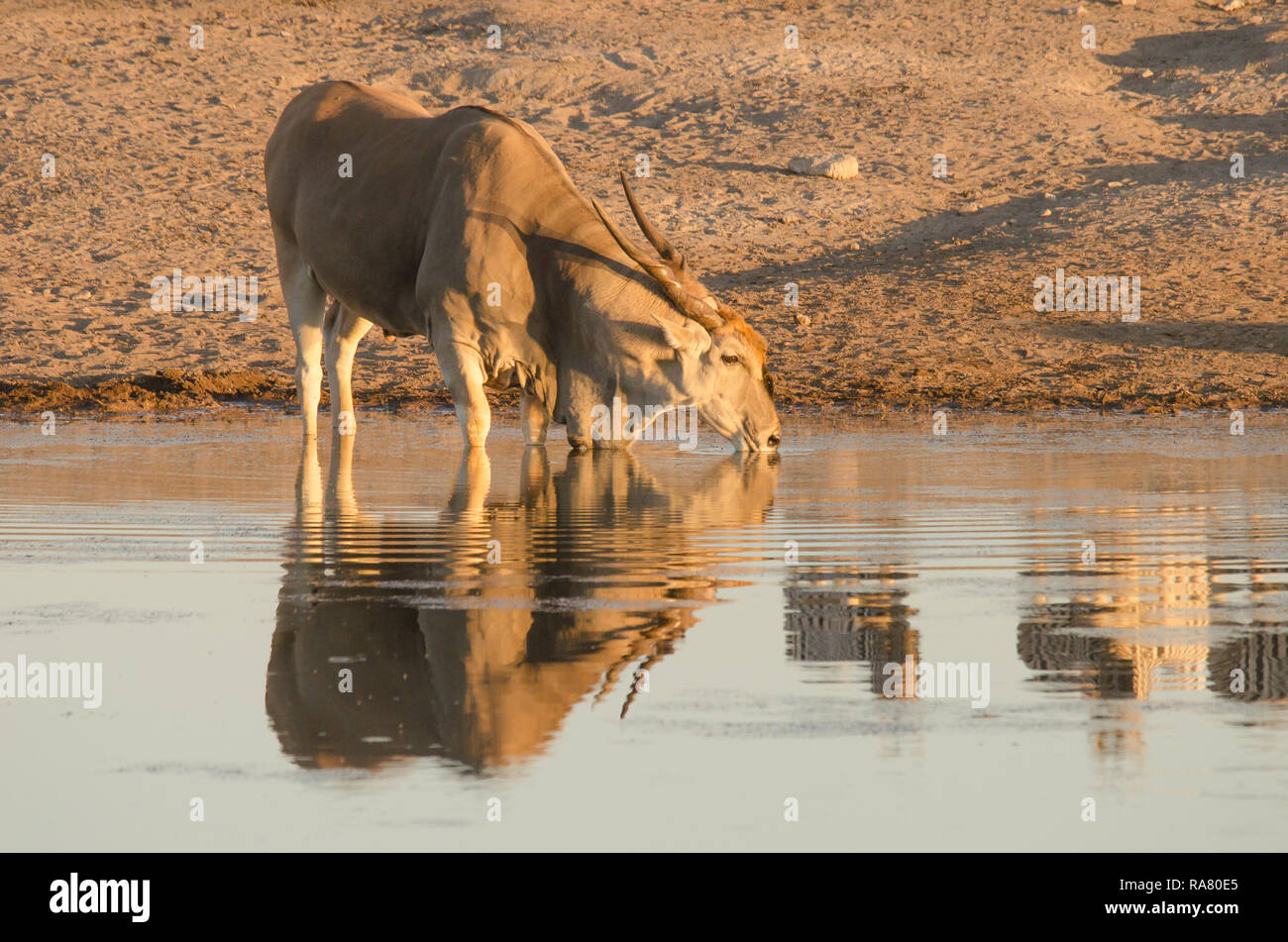 Eland drinking at a waterhole Stock Photo