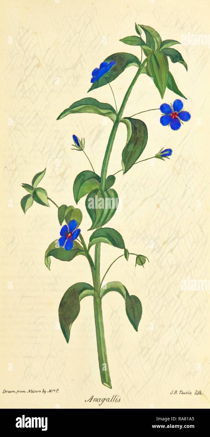 Observations on the Neilgherries, Anagallis, 19th century engraving. Reimagined by Gibon. Classic art with a modern reimagined Stock Photo