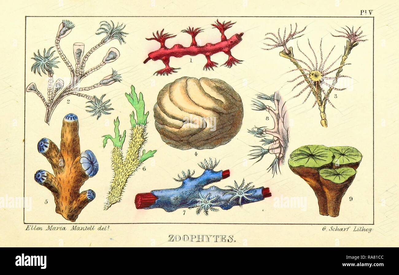 Antique Natural History Print 'Zoophytes' 1837 Vintage Animal Print Wildlife Print Marine Biology